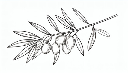 Hand Drawn Olive Branch Illustration for Natural and Elegant Design Elements