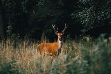 Obraz premium Majestic deer stands gracefully among tall grass in a serene forest setting during golden hour