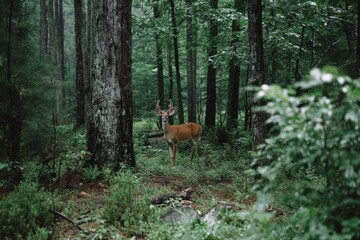 Fototapeta premium Majestic deer standing amidst lush greenery in a tranquil forest at dawn