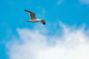 Gabbiano in volo