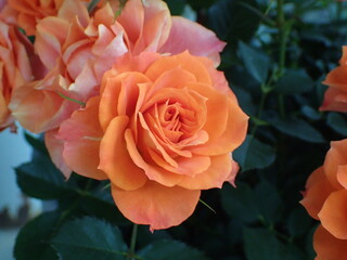 オレンジ色のバラの花