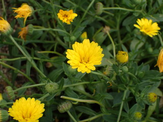 キンセンカの花