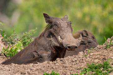 Fototapeta premium phacochère