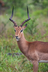 antilope