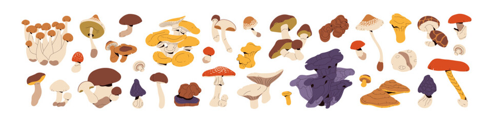 Set of different edible and inedible mushrooms. Wild boletus, various forest boletes. Champignons, chanterelles, fly agaric, honey fungus. Flat isolated vector illustrations on white background