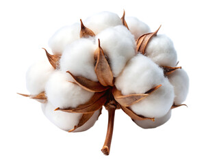 Cotton flower isolated on white background