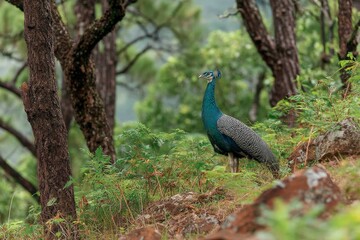 Obraz premium Peacock stands gracefully among lush greenery in a serene forest setting during mid-morning