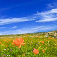 closeup wild flowers growth on the green mount slope