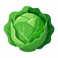 Realistic full-body green cabbage illustration on a clean white background, perfect for food, farming, and healthy lifestyle-themed design projects.