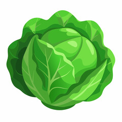 Obraz premium Realistic full-body green cabbage illustration on a clean white background, perfect for food, farming, and healthy lifestyle-themed design projects.