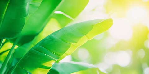 Green banana leaves with sunlight flares and bokeh background. Tropical plant and natural environment concept. Image for poster, wallpaper, spa decoration. Banner view with copy space.
