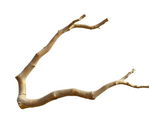 Obraz premium A weathered tree branch isolated on a transparent background