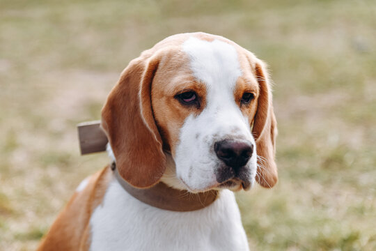 cute red and white beagle dog walking in green nature outdoors in summer, scent hound, foxhound, close-up portrait, dogwalking concept - Powered by Adobe