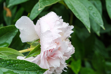 雨上がりのシャクヤクの花に残る水滴
