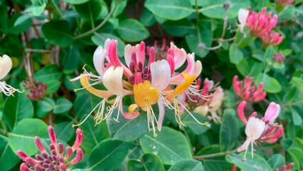 General Stock - gardening...Lonicera - honeysuckle..flower, flowers, flowering spring, plant...