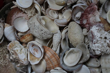 Seashell texture background. Marine oceanic shells pattern. Tropic vocation. Sea shells pattern...