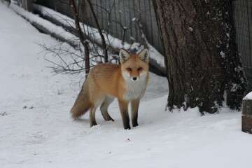 Fox exploring snowy landscape near a tree in winter, showcasing its fur and inquisitive nature
