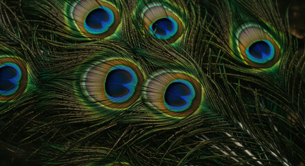 Magnificent peacock feathers display intricate details and vibrant colors in a close-up shot.