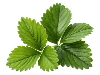 Close-up of Strawberry Plant with Green Leaves Isolated on transparent background, Isolated Png file, Cut-out, Isolate Png, No Background, Isolated object