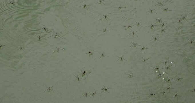 (Gerris lacustris) Groups of water spiders moving and skipping quickly on the water surface. Males tapping the water surface to mate with females
