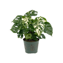 Obraz premium Variegated Monstera Deliciosa Houseplant in Decorative Pot