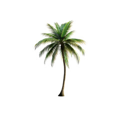 Obraz premium Single Tropical Palm Tree Isolated on Transparent Background