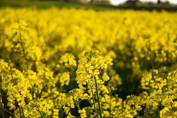 Vibrant yellow rapeseed field in full bloom with sunlit flowers and lush greenery, capturing the beauty of nature's springtime splendor