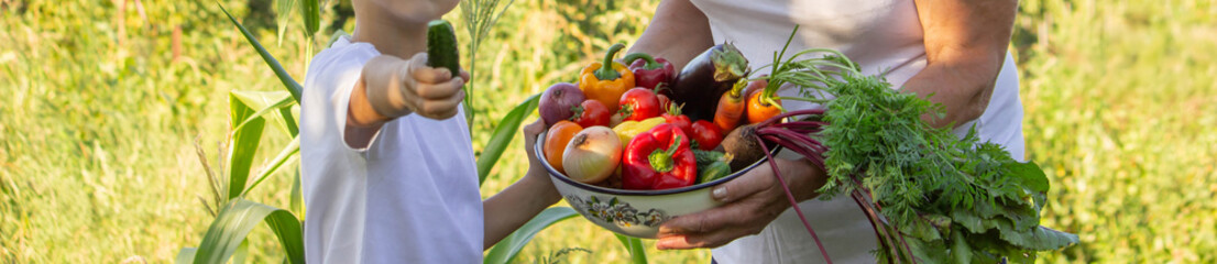 Grandmother and Grandson Harvesting Fresh Vegetables in Garden