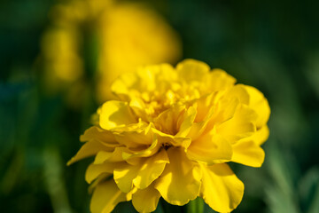 夏の陽射しを浴びて咲く黄色いマリーゴールド（センジュギク）