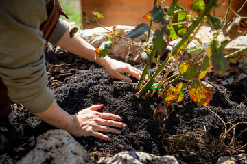 a young woman is planting a blackberry in a atone raised bed