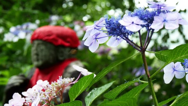 梅雨時のガクアジサイとお地蔵さま