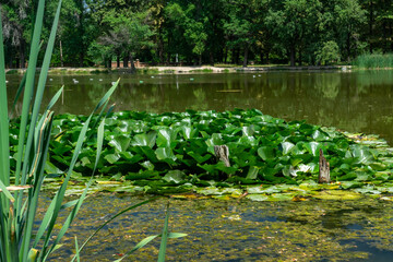 Pond with lush water lilies, Nymphaea alba and reeds, reflecting trees, but marred by floating plastic bottles, highlighting environmental pollution and the urgent need for ecological conservation