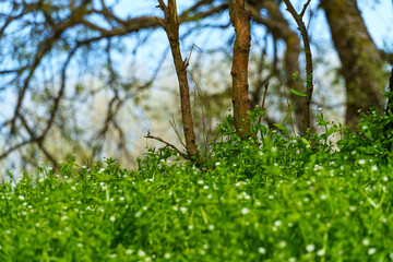 The wild flowers, with their breathtaking scenery of woodland and meadow in spring, are a sight to see. The verdant foliage adds to the beauty of the scene