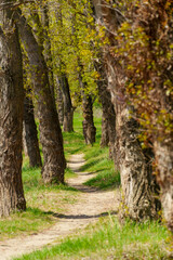 The forest and paths create a stunning natural scene, with beautiful spring landscapes featuring green grass and trees