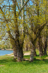 A beautiful spring landscape with a forest and river view. Green grass and trees create a beautiful natural setting