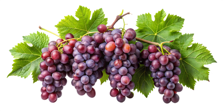 Grapevines isolated on white background