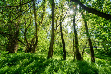 The picturesque spring scenery in the verdant woodland, with the sun shining through the leaves of the trees onto the grass.