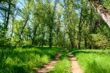 A beautiful spring scene in the forest, with a dirt road and bright sunlight shining through the leaves of the trees onto the grass.