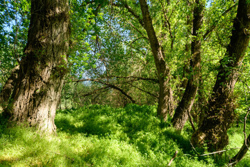 The picturesque spring scenery in the verdant woodland, with the sun shining through the leaves of the trees onto the grass.