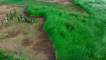 Sedge harvest season in Tuy An, Phu Yen, Vietnam. Photo taken in Phu Yen on May 17, 2025
