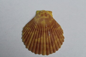 Big white scallop shell isolated on a white background
