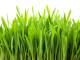 Fototapeta premium Green fresh blades of grass, patch, lawn, PNG transparent background,