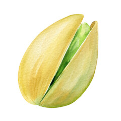 Pistachio. Hand drawn watercolor painting nut shelled nut on white background. Organic food illustration for design