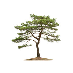 Majestic Japanese Black Pine Tree Isolated on Transparent Background