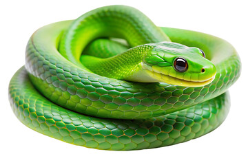 Obraz premium Green snake isolated on transparent white background