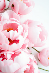 Obraz premium Soft pink peonies in full bloom with delicate petals and elegant floral aesthetic on a white background