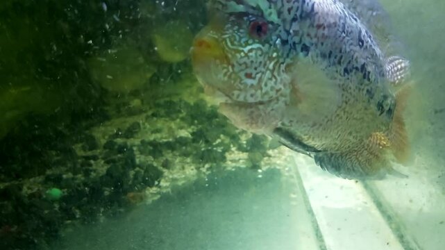 Curious Flowerhorn cichlid or King Kamfa swimming towards the algae covered glass of a neglected aquarium