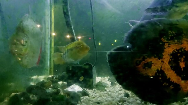 View from an algae covered glass display of Cichlids, silver dollar or Metynnis argenteus and oscar fish or astronotus ocellatus and a spiny softshell turtle or apalone spinifera in crowded aquarium