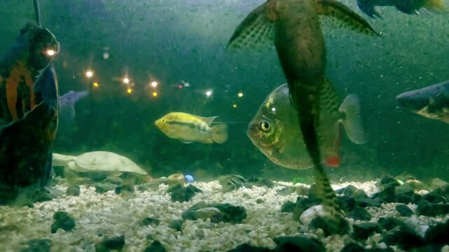 A janitor fish or eating algae while an iridescent shark, tiger oscar, silver dollar and a spiny softshell turtle swim in the background inside a crowded murky aquarium
