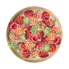 Raspberry served on ceramic dish, ripe picked garden berry dewberry cloudberry mulberry tayberry boysenberry harvest. Isolated illustration hand drawn in watercolor. Farmers market grocery preserves